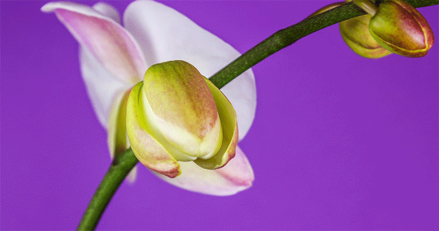 Time-Lapse видео цветања Томаса Бланчарда у 8К резолуцији