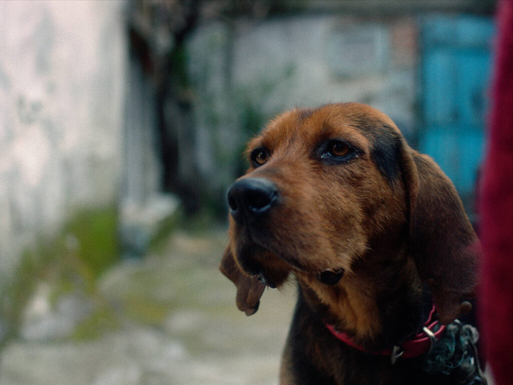 Fotografija iz filma Silent Observers